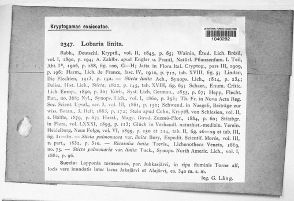 Lobaria linita image